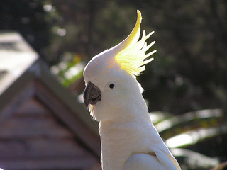 Cockatoo